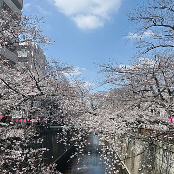 中目黒の桜もそろそろ見頃です☆☆祐天寺・学芸大学の美容院 hairspa PAZ ~ ヘアースパ パズ ~オフィシャルブログ