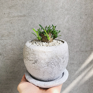 ~最近の休日~祐天寺・学芸大学の美容院 hairspa PAZ ~ ヘアースパ パズ ~オフィシャルブログ