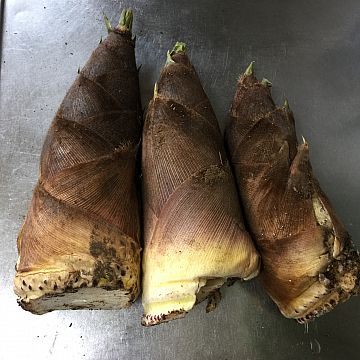 たけのこ!! 祐天寺・学芸大学で人気の美容院 hairspa PAZ ~ ヘアースパ パズ ~