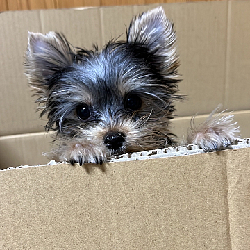 サトウ家に新しい家族!!|祐天寺・中目黒で人気の美容院 hairspa PAZ ~ ヘアースパ パズ ~